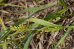 Thinfruit sedge